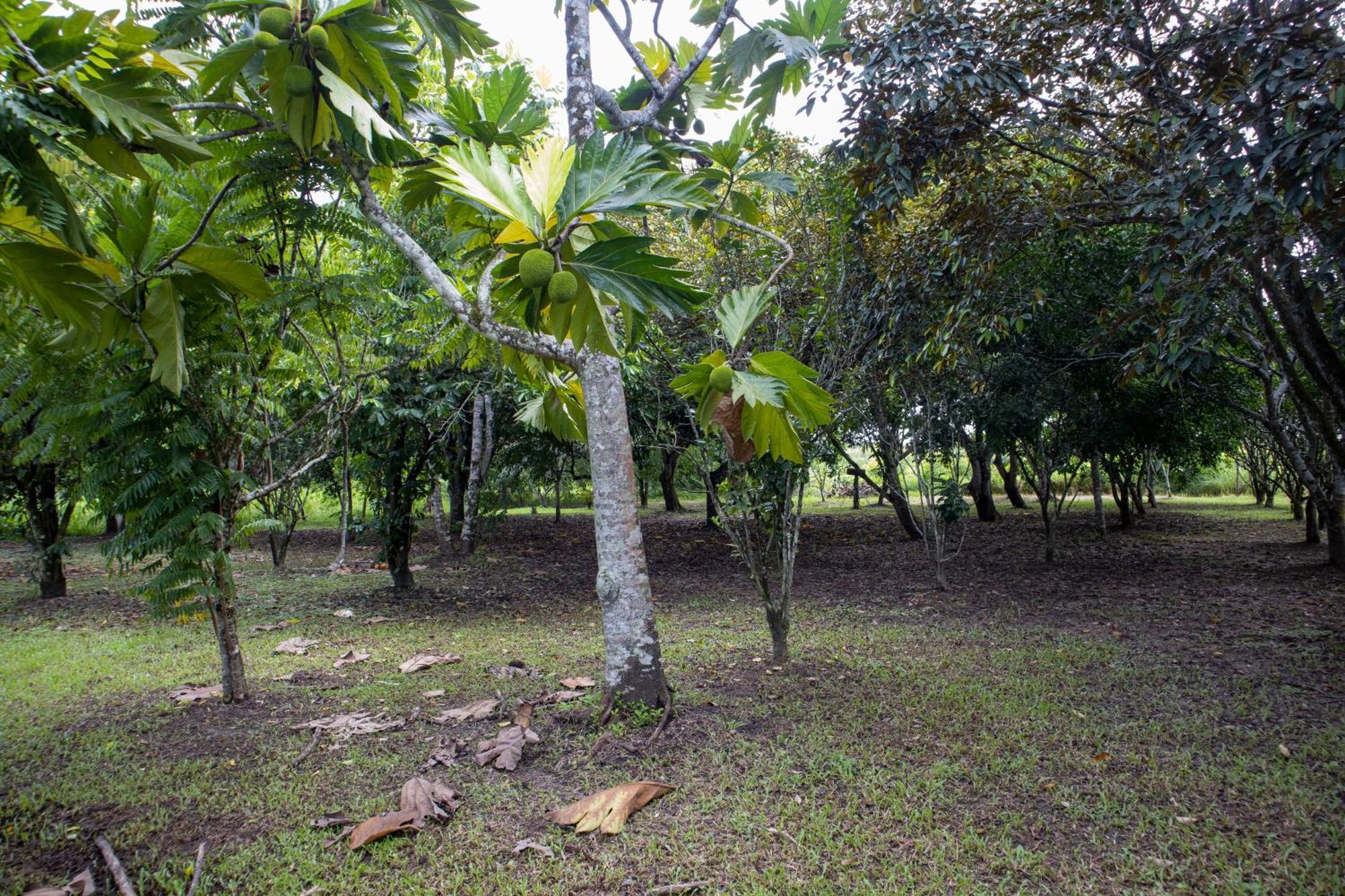 Sabajo Appartement Verhuur Paramaribo Kültér fotó